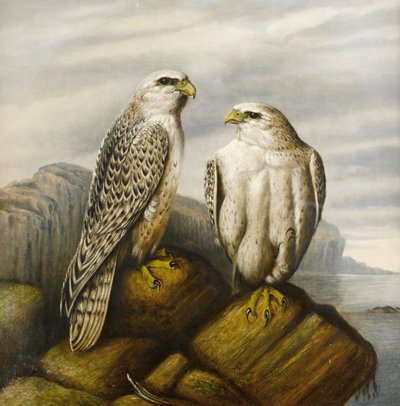 Gyr Falcons on a Rocky Ledge by Joseph Wolf